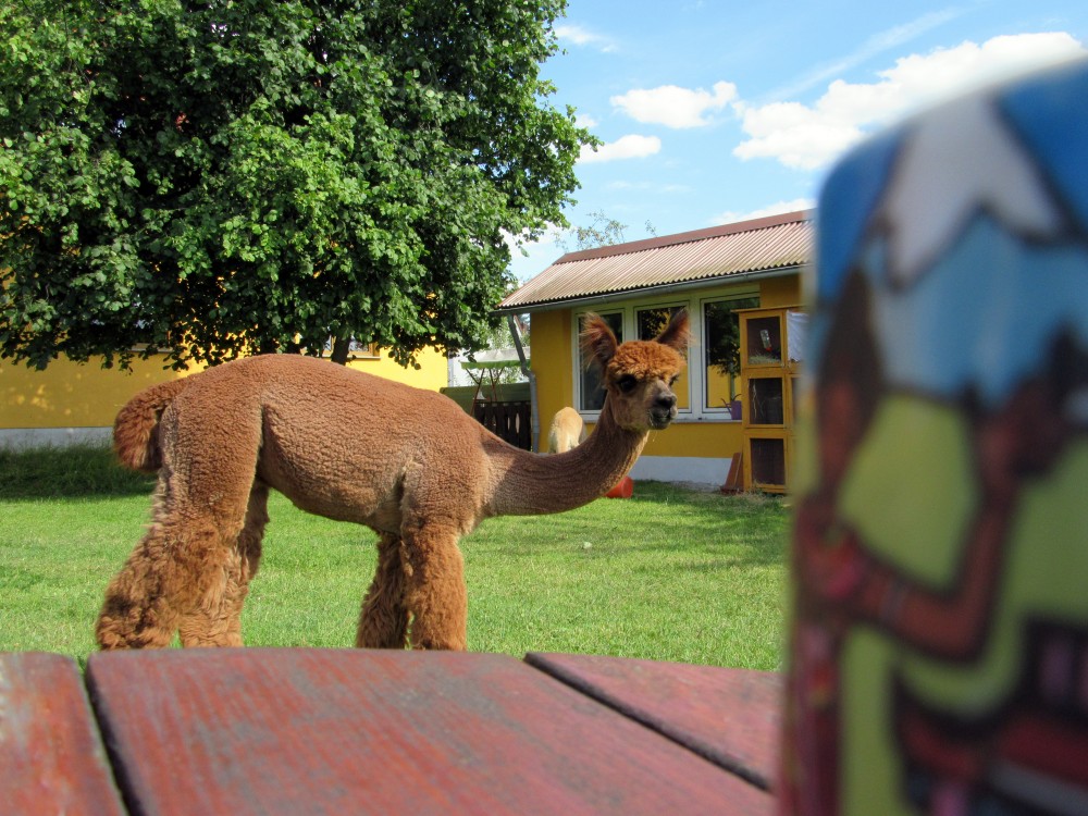Urlaub bei den Alpakas von der WinklerRanch Ferienwohnung
